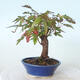 Vonkajšie bonsai - Javor palmatum sangokaku - Javor dlaňolistý - 4/5