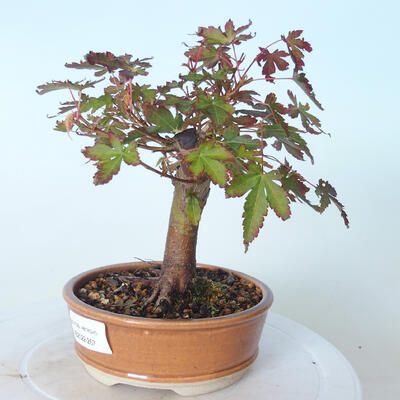 Vonkajšie bonsai - Javor palmatum sangokaku - Javor dlaňolistý - 4