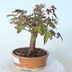 Vonkajšie bonsai - Javor palmatum sangokaku - Javor dlaňolistý - 4/5