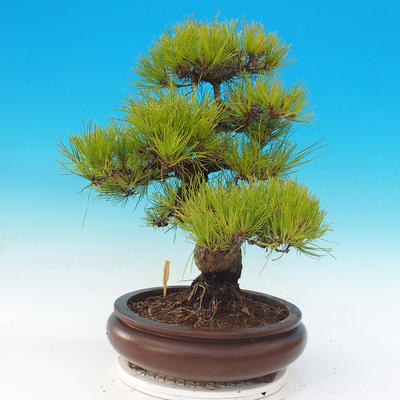 Vonkajšie bonsai - Pinus densiflora - borovica červená - 4