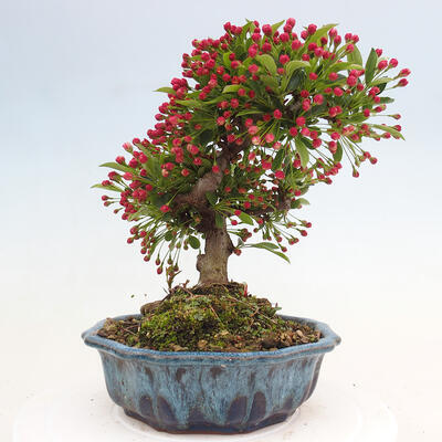 Vonkajší bonsai - Malus sergentiu - Maloplodá jabloň - 4