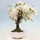 Vonkajší bonsai -Malus halliana - Maloplodá jabloň - 4/7