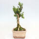 Izbová bonsai - Buxus harlandii -korkový buxus - 4/6