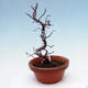 Venkovní  bonsai -  Chaneomeles chinensis - Kdoulovec čínsky - 4/4