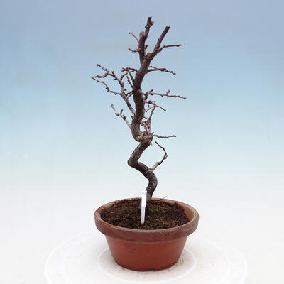 Venkovní  bonsai -  Chaneomeles chinensis - Kdoulovec čínsky - 4