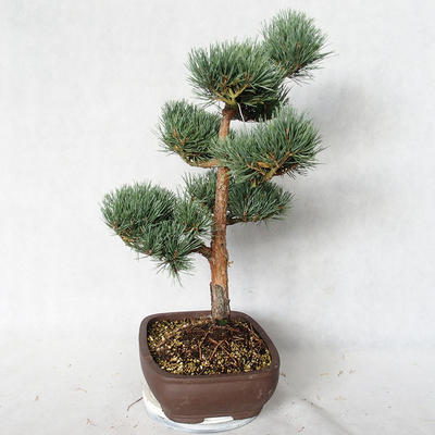 Vonkajšie bonsai - Pinus sylvestris Watereri - Borovica lesná VB2019-26848 - 4