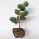 Vonkajšie bonsai - Pinus sylvestris Watereri - Borovica lesná VB2019-26848 - 4/4