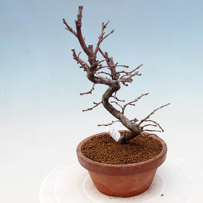 Venkovní  bonsai -  Chaneomeles chinensis - Kdoulovec čínsky - 4