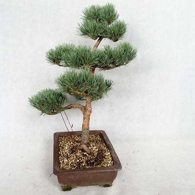 Vonkajšie bonsai - Pinus sylvestris Watereri - Borovica lesná VB2019-26852 - 4
