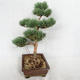 Vonkajšie bonsai - Pinus sylvestris Watereri - Borovica lesná VB2019-26852 - 4/4