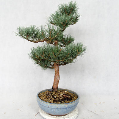 Vonkajšie bonsai - Pinus sylvestris Watereri - Borovica lesná VB2019-26859 - 4