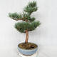 Vonkajšie bonsai - Pinus sylvestris Watereri - Borovica lesná VB2019-26859 - 4/4