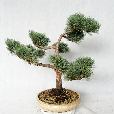 Vonkajšie bonsai - Pinus sylvestris Watereri - Borovica lesná VB2019-26868 - 4