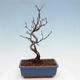 Vonkajšia bonsai - Blýskalka chlpatá - Photinia villosa - 4/5