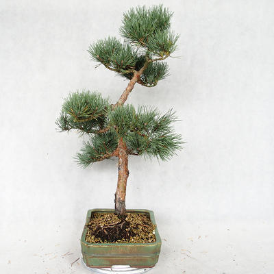 Vonkajšie bonsai - Pinus sylvestris Watereri - Borovica lesná VB2019-26877 - 4