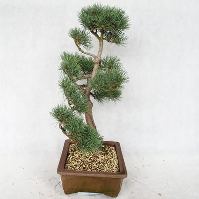 Vonkajšie bonsai - Pinus sylvestris Watereri - Borovica lesná VB2019-26878 - 4