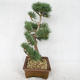 Vonkajšie bonsai - Pinus sylvestris Watereri - Borovica lesná VB2019-26878 - 4/4