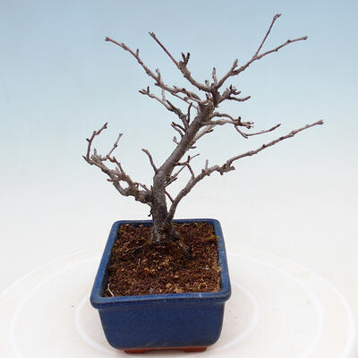 Vonkajšia bonsai - Blýskalka chlpatá - Photinia villosa - 4