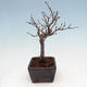 Vonkajšia bonsai - Blýskalka chlpatá - Photinia villosa - 4/5