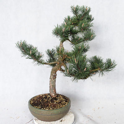 Vonkajšie bonsai - Pinus Mugo - Borovica Marhuľa VB2019-26886 - 4
