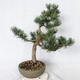 Vonkajšie bonsai - Pinus Mugo - Borovica Marhuľa VB2019-26886 - 4/4