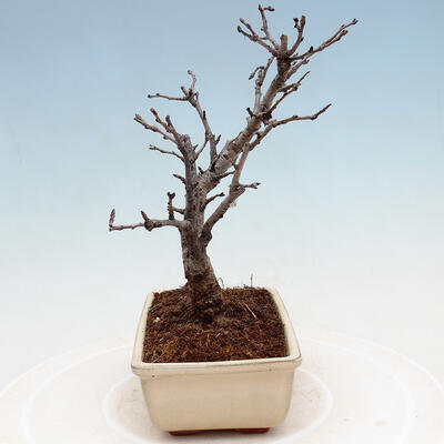 Vonkajšia bonsai - Blýskalka chlpatá - Photinia villosa - 4