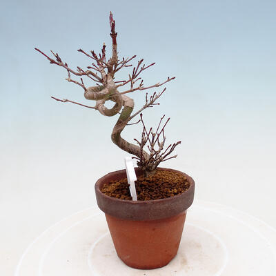 Vonkajší bonsai Acer palmatum - Javor dlanitolistý - 4