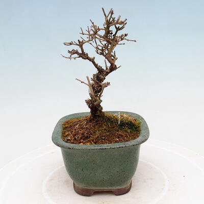 Vonkajší bonsai - Ligustrum obtusifolium - Vtáčí zob tupolistý - 4