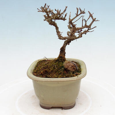 Vonkajší bonsai - Ligustrum obtusifolium - Vtáčí zob tupolistý - 4