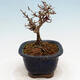 Vonkajší bonsai - Ligustrum obtusifolium - Vtáčí zob tupolistý - 4/5
