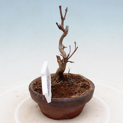 Vonkajší bonsai - Javor Buergerianum - Javor Burgerov - 4