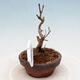 Vonkajší bonsai - Javor Buergerianum - Javor Burgerov - 4/5