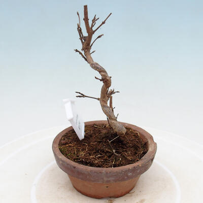 Vonkajší bonsai - Javor Buergerianum - Javor Burgerov - 4