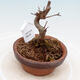 Vonkajší bonsai - Javor Buergerianum - Javor Burgerov - 4/5