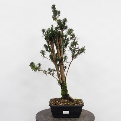 Vonkajší bonsai - Taxus cuspidata - Tis japonský - 4