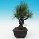 Vonkajšie bonsai - Pinus thunbergii corticosa - borovica korková - 4/4