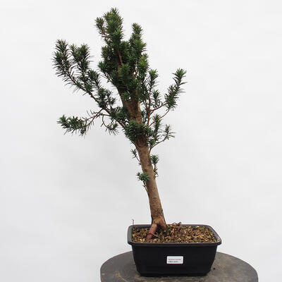 Vonkajší bonsai - Taxus cuspidata - Tis japonský - 4