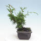 Vonkajšie bonsai - Juniperus chinensis Itoigawa-Jalovec čínsky - 4/4