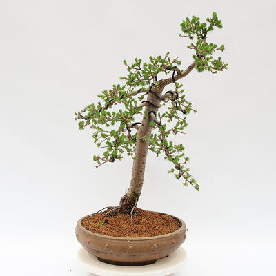 Vonkajší bonsai - Larix decidua - Smrekovec opadavý - 4