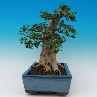 Izbová bonsai -PREMNA microphylla Kozlovoň malolistá - 4