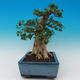 Izbová bonsai -PREMNA microphylla Kozlovoň malolistá - 4/6