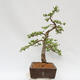 Vonkajší bonsai - Larix decidua - Smrekovec opadavý - 4/4