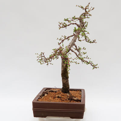 Vonkajší bonsai - Larix decidua - Smrekovec opadavý - 4