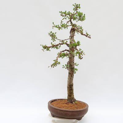 Vonkajší bonsai - Larix decidua - Smrekovec opadavý - LEN PALETOVÁ PREPRAVA - 4