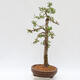 Vonkajší bonsai - Larix decidua - Smrekovec opadavý - LEN PALETOVÁ PREPRAVA - 4/5