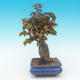 Shohin - Javor-Acer burgerianum na skale - 4/6