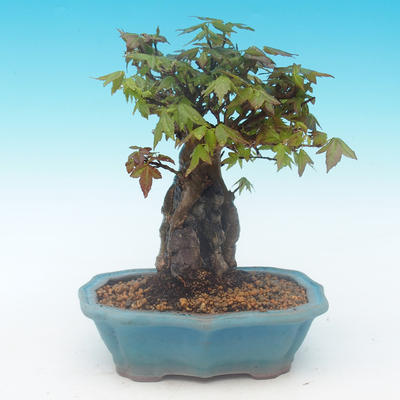 Shohin - Javor-Acer burgerianum na skale - 4