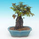 Shohin - Javor-Acer burgerianum na skale - 4/6