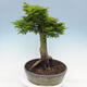 Vonkajší bonsai -Javor dlaňovitolistý Acer palmatum Shishigashira - 4/6