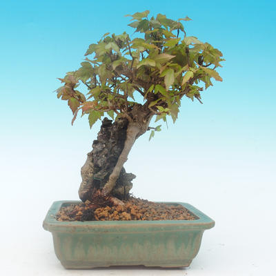 Shohin - Javor-Acer burgerianum na skale - 4